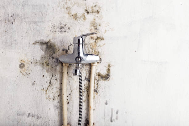 Best Best Mold Removal Companies  in Webster Groves, MO
