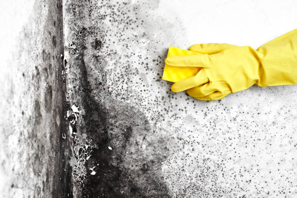 Best Fast Mold Removal  in Webster Groves, MO