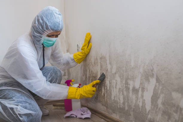 Best Mold Cleaning Services  in Webster Groves, MO