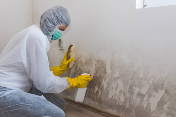 Best Crawl Space Mold Removal  in Webster Groves, MO