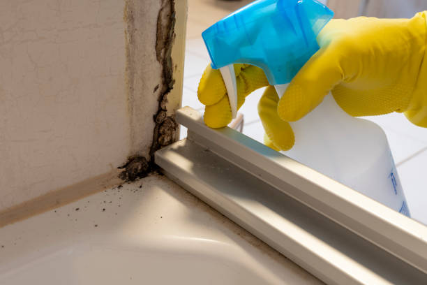Best Attic Mold Removal  in Webster Groves, MO
