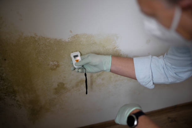 Best Professional Mold Removal  in Webster Groves, MO