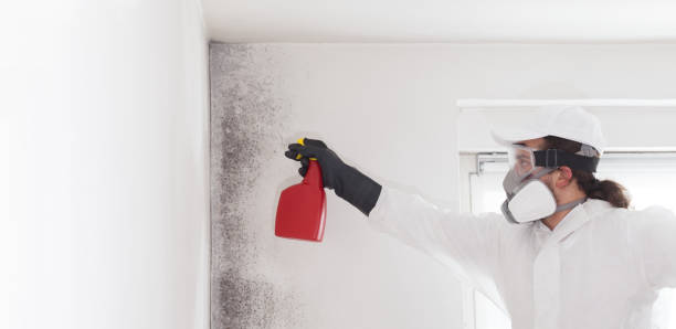 Best Commercial Mold Removal  in Webster Groves, MO