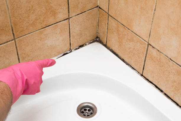 Best Mold Cleaning Services  in Webster Groves, MO