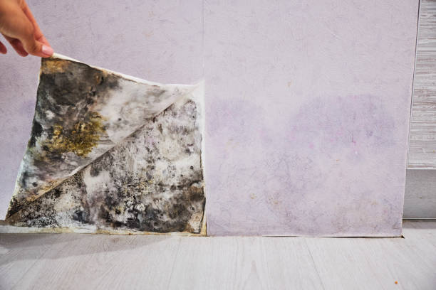 Best Same-Day Mold Removal  in Webster Groves, MO